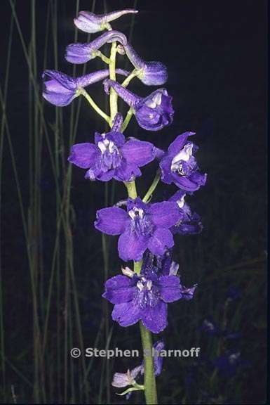 delphinium gracilentum 3 graphic